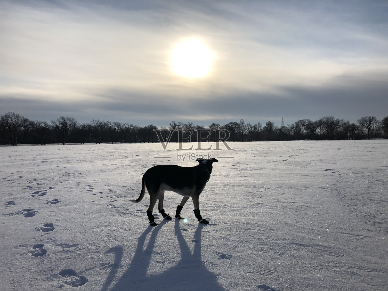 狗在冬天照片摄影图片