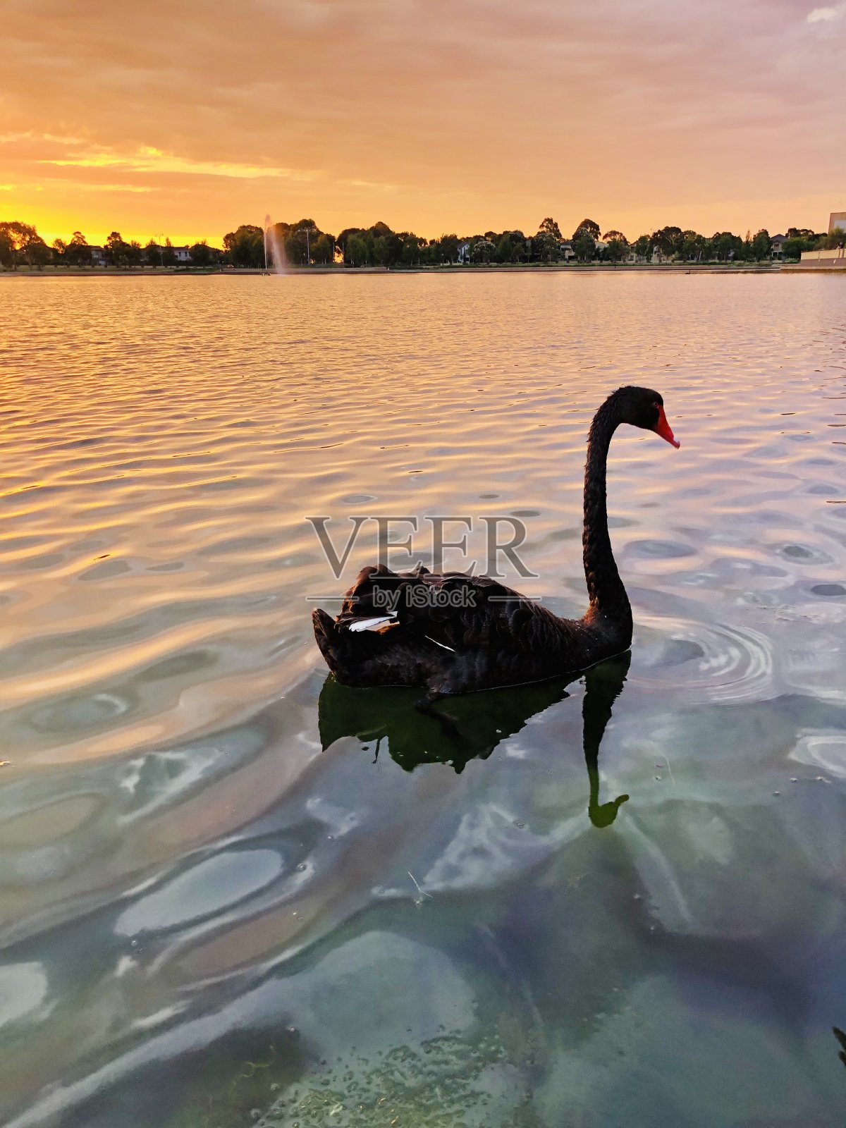 日落时分湖边的天鹅照片摄影图片