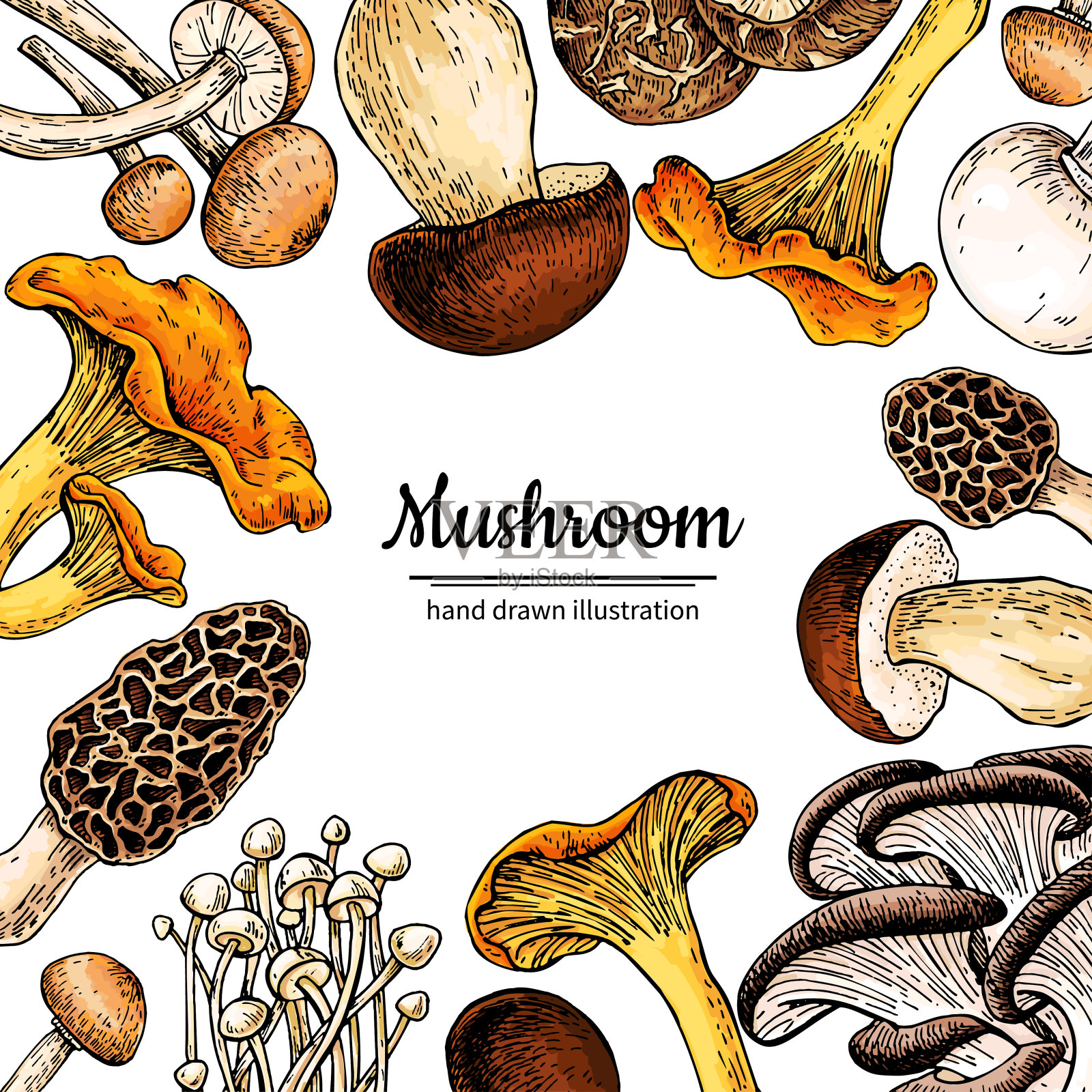 蘑菇手绘矢量框架。独立素描有机食品绘图模板。插画图片素材