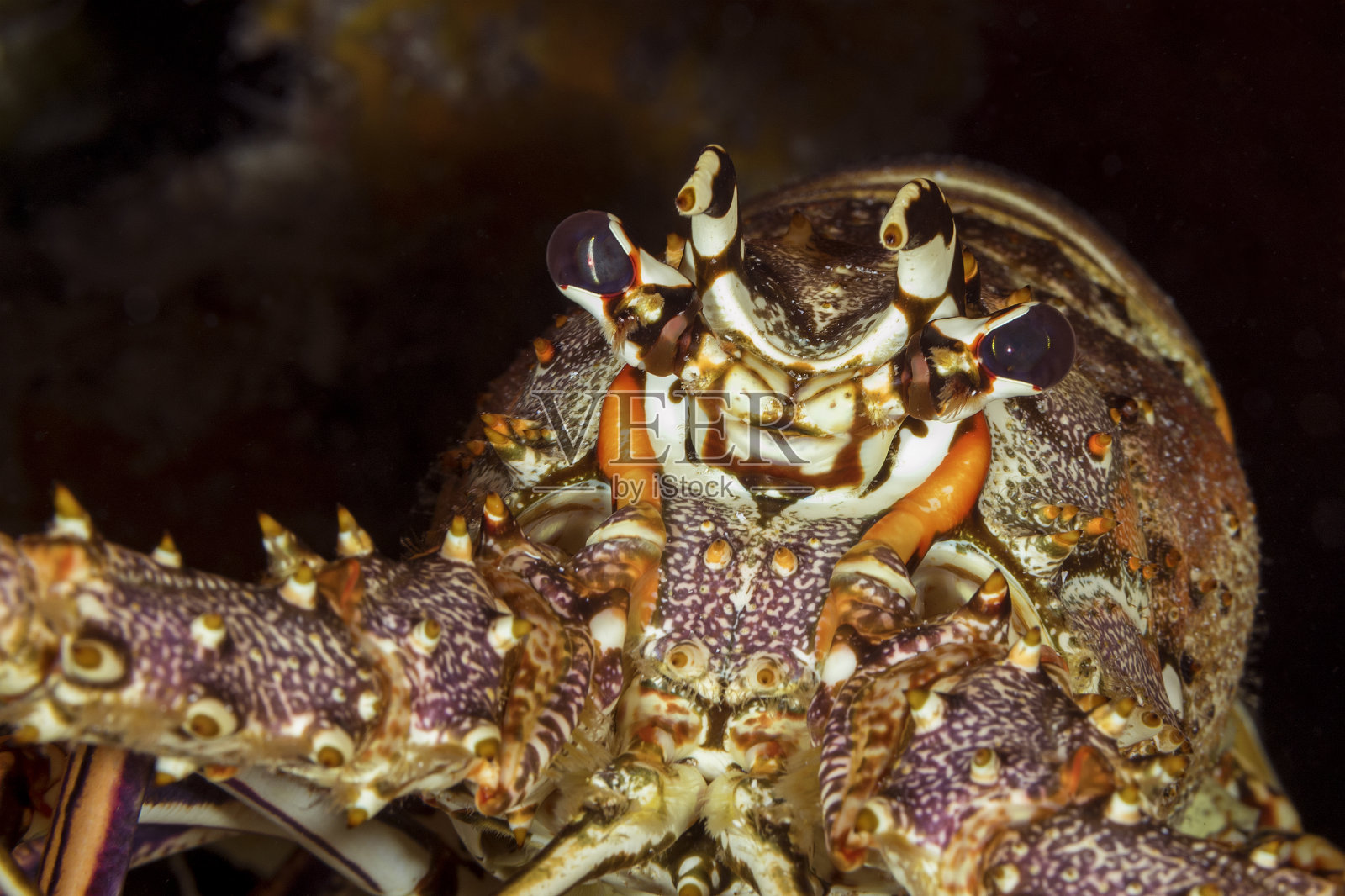 加勒比刺龙虾的特写-科苏梅尔照片摄影图片