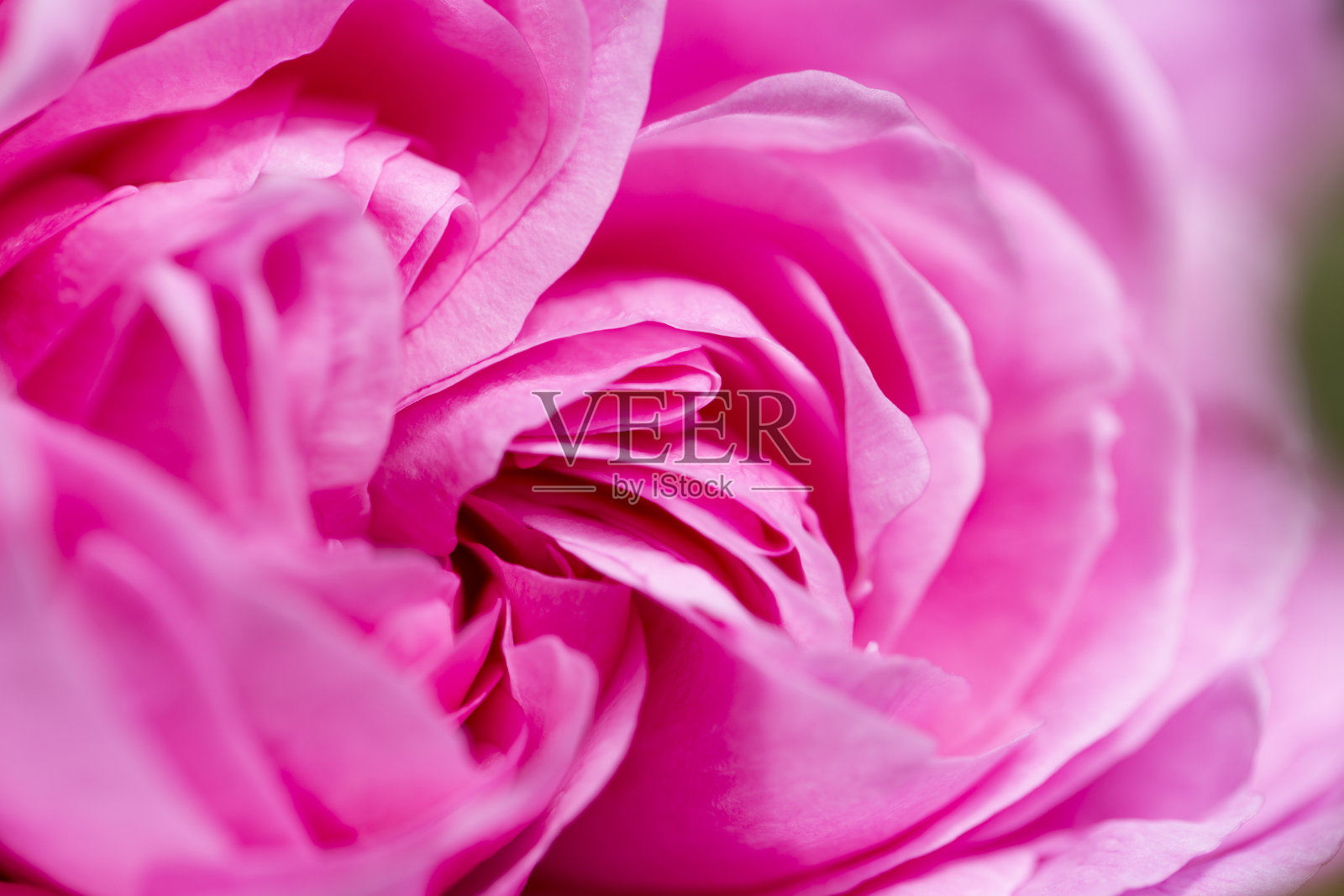 近距离的粉红色玫瑰花瓣照片摄影图片
