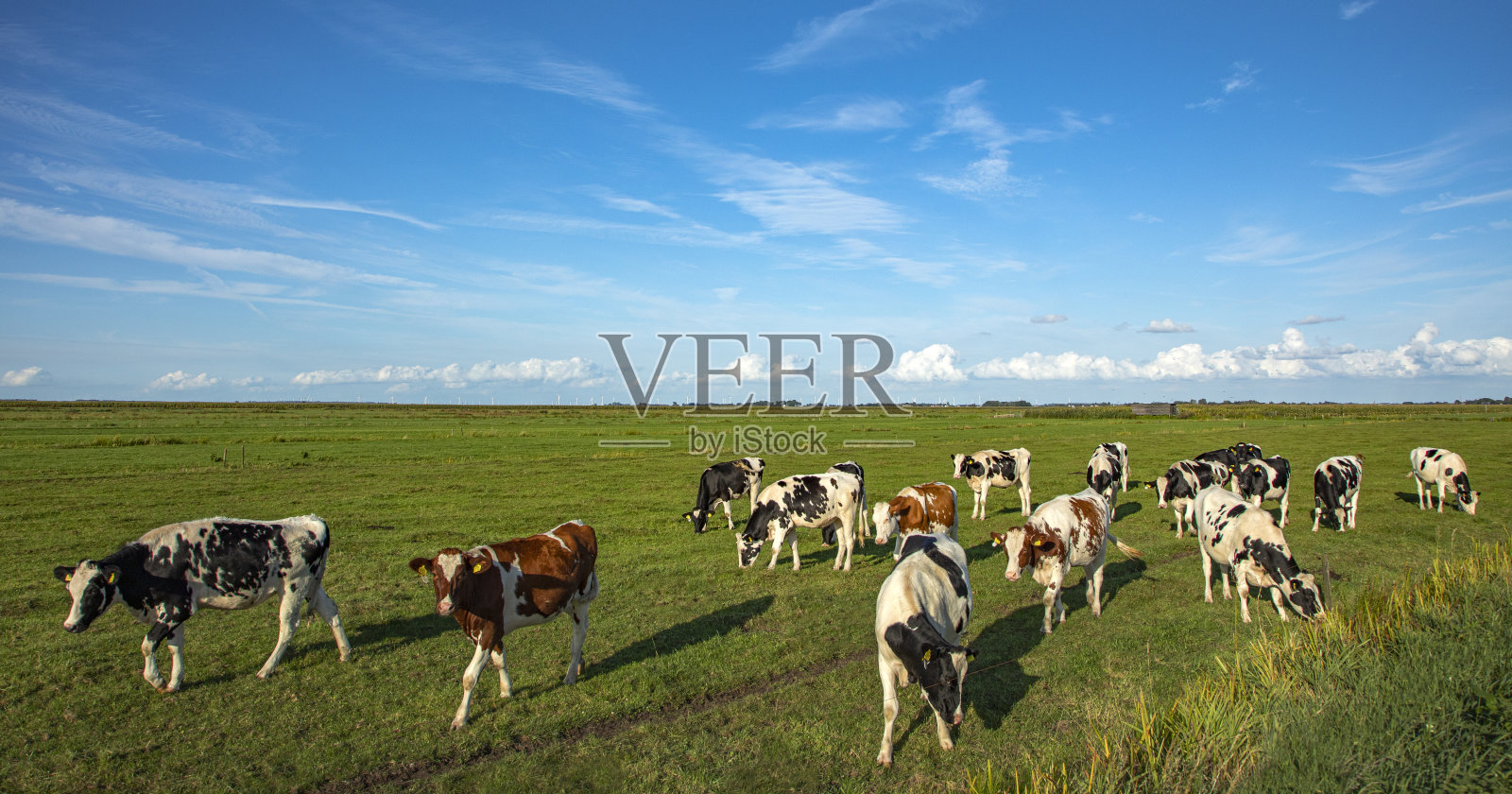 在广阔的荷兰土地上放牧的牛群照片摄影图片