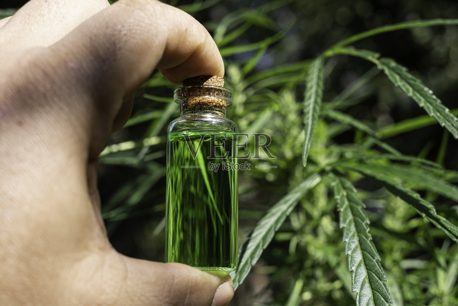 手持一个带有CBD油的玻璃瓶在大麻花盛开的背景下，医用大麻概念照片摄影图片