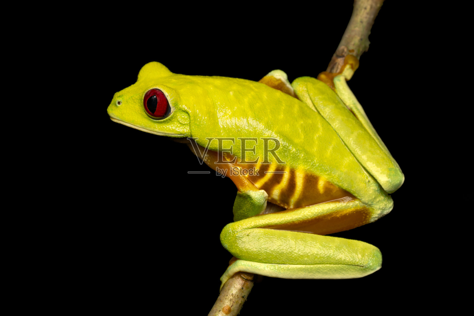 红眼树蛙-哥斯达黎加太平洋变种照片摄影图片