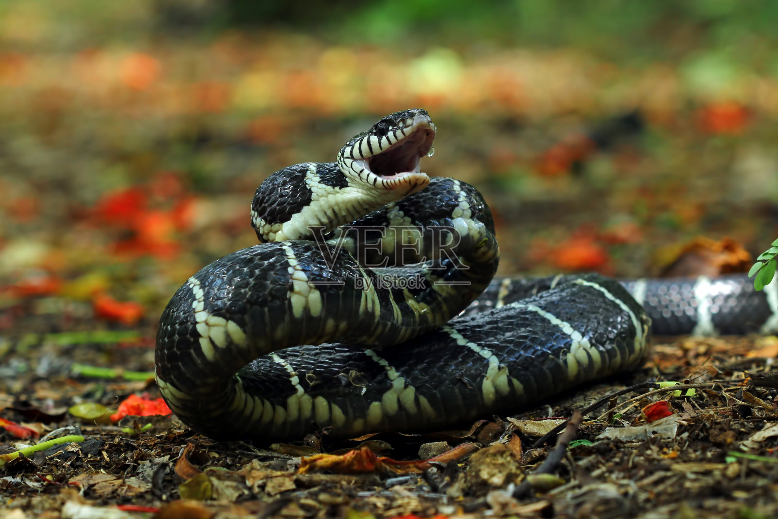 红树林蛇(boiga dendrophila)照片摄影图片