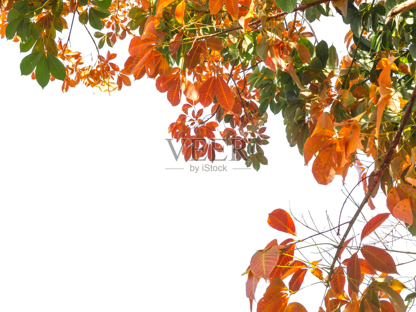 秋叶的树枝孤立在白色的背景上。照片摄影图片