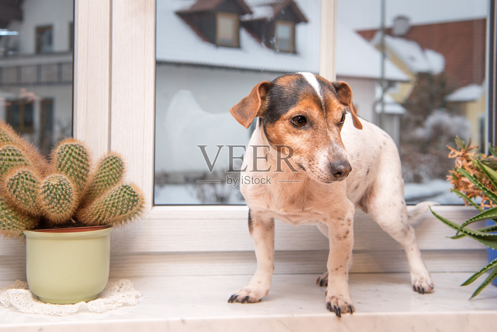一只小杰克罗素梗狗独自坐在植物之间的窗台上照片摄影图片