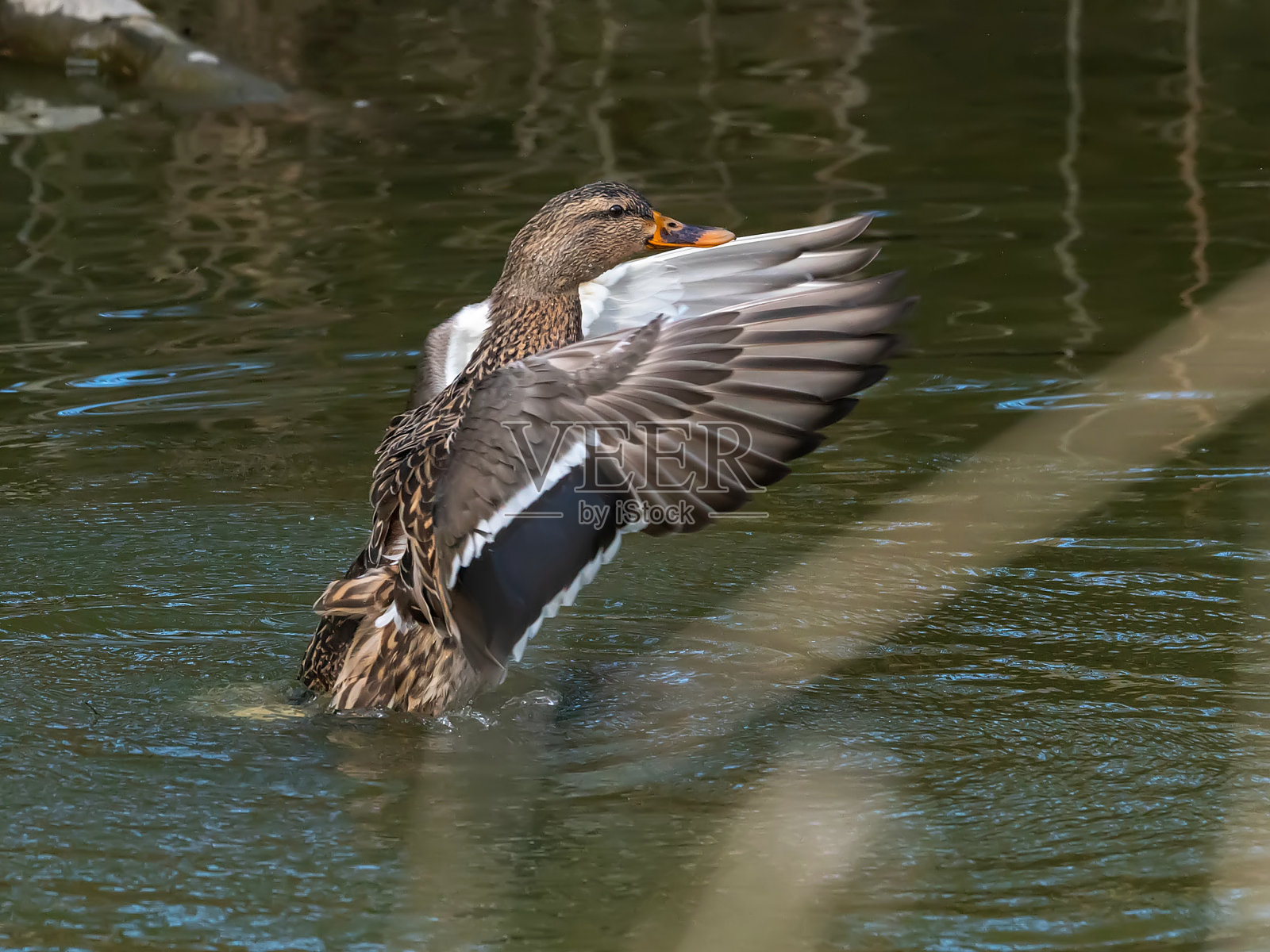 一只鸭子在挥动翅膀照片摄影图片