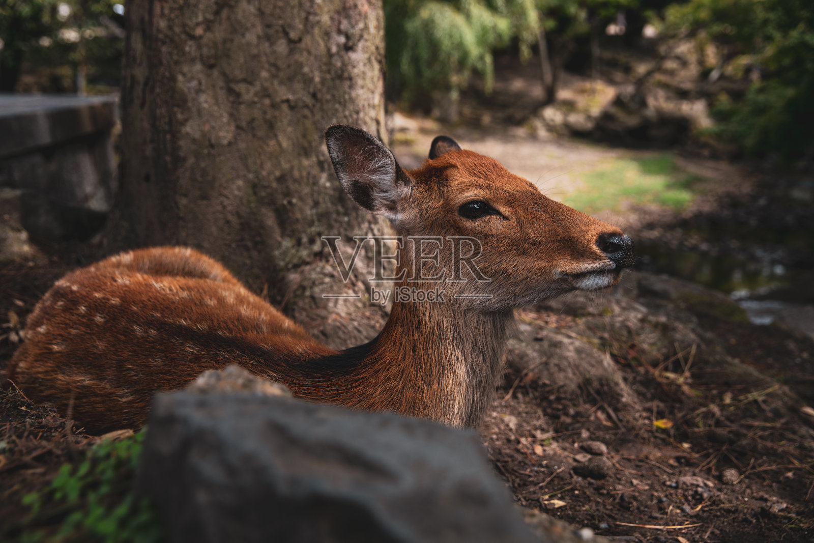 日本奈良美丽的鹿照片摄影图片