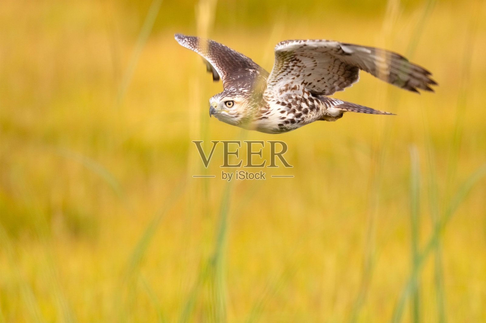 红尾鹰飞得很低，在草地上寻找猎物照片摄影图片