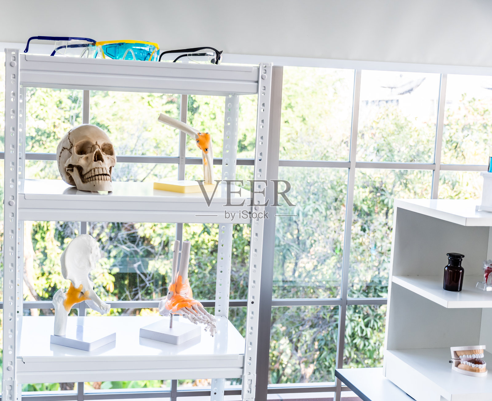 架子上的人类颅骨解剖、足部、骨盆和牙齿模型。架子顶上有科学实验室用的玻璃杯。照片摄影图片
