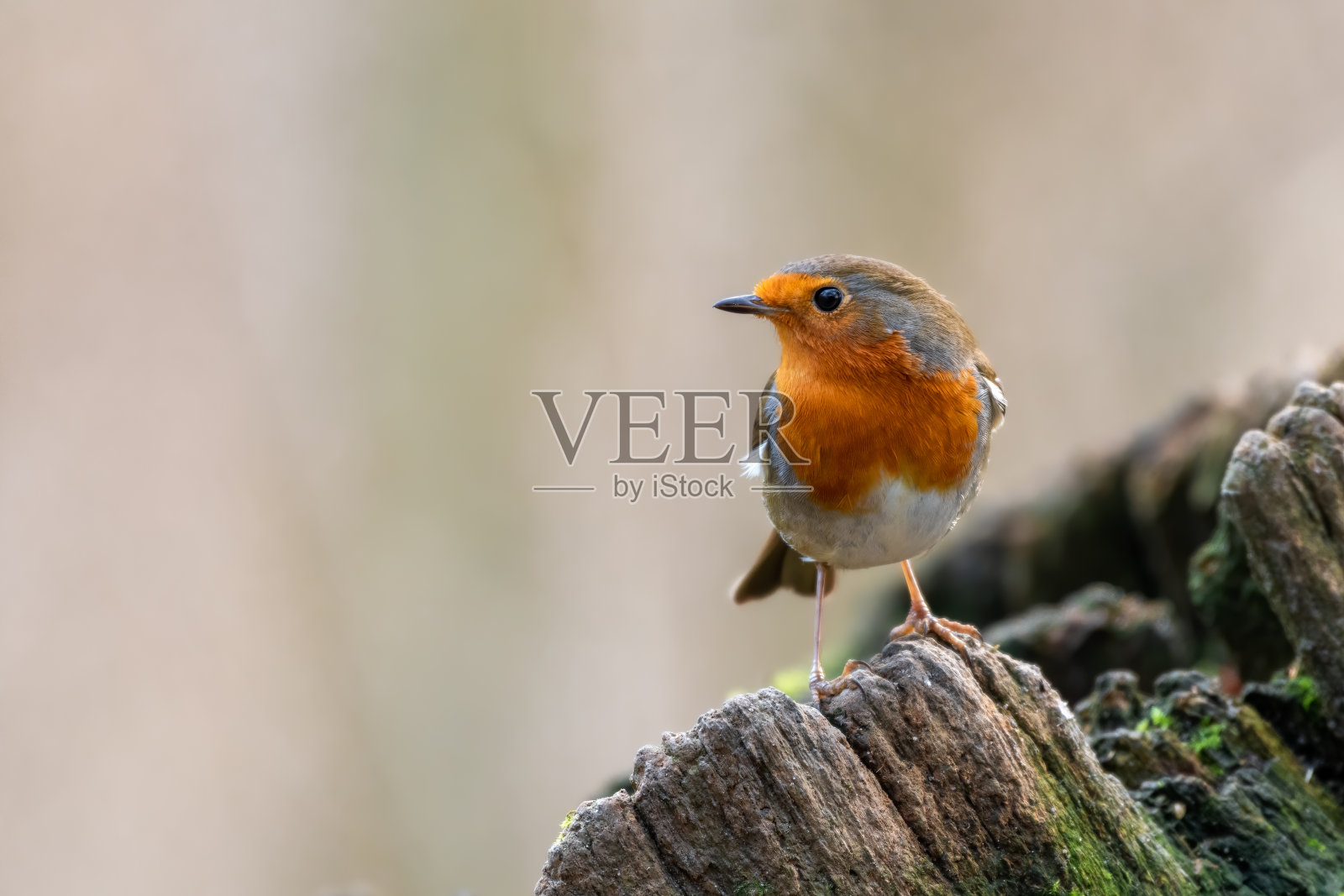 栖息在老树桩上的欧洲知更鸟照片摄影图片