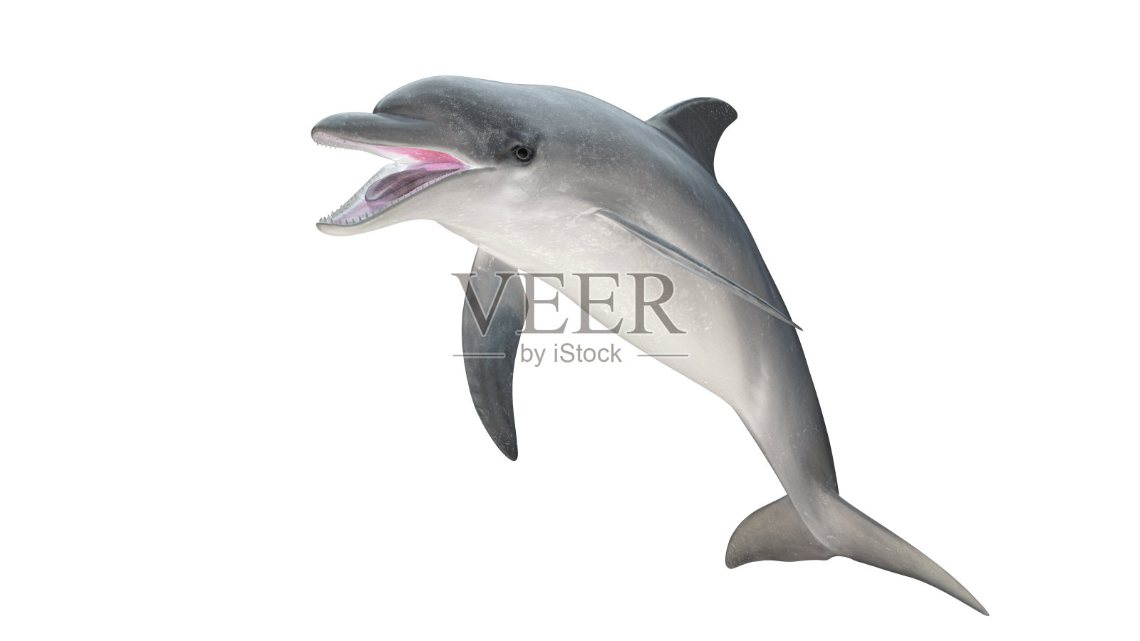 孤立的宽吻海豚张开嘴跳跃对角线视图在白色背景切出准备3d渲染照片摄影图片