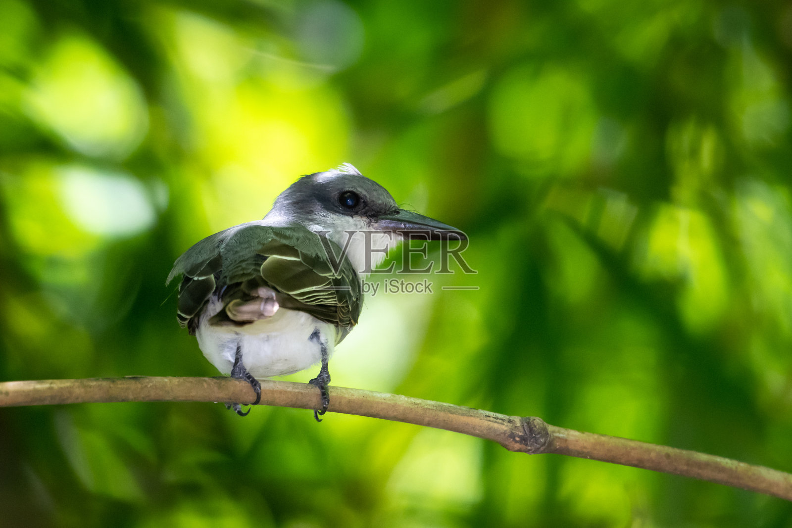 灰金鸟栖息在竹林里。照片摄影图片
