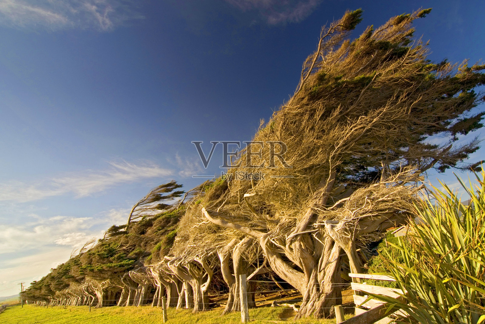 新西兰卡特林地区坡点的海风吹拂的海岸树木。照片摄影图片