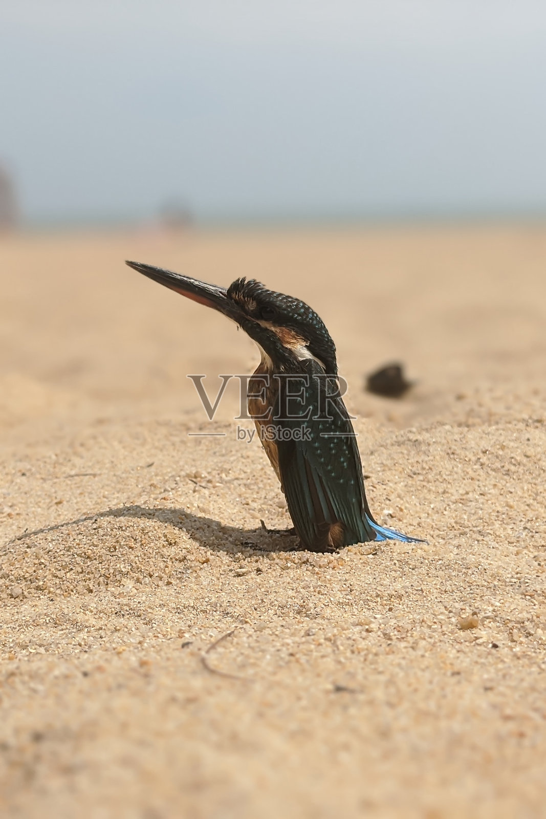 越南海滩上的一只黑色小鸟。照片摄影图片