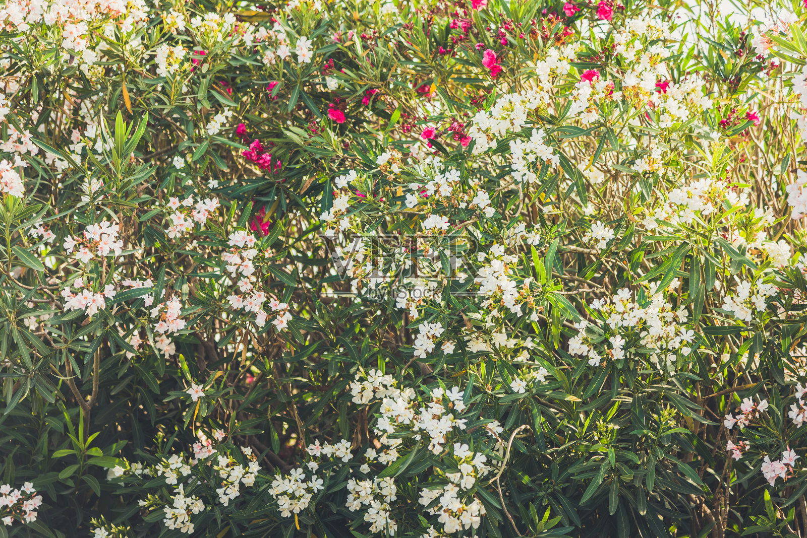 近距离拍摄的白色和玫瑰花灌木照片摄影图片