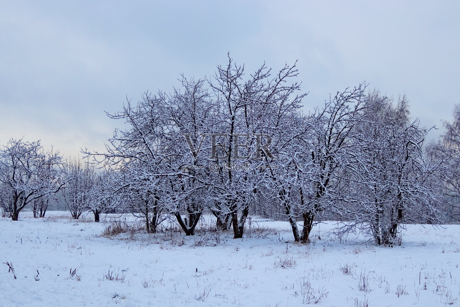 冬天的森林在城市公园里，雪在树上照片摄影图片