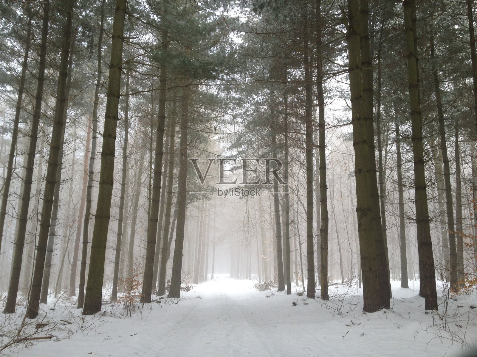 冬季森林照片摄影图片