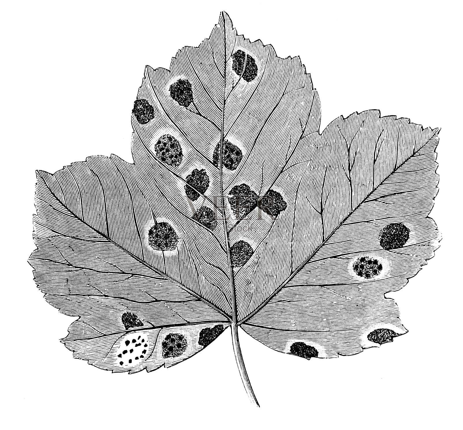 梧桐树叶与黑麦草真菌插画图片素材
