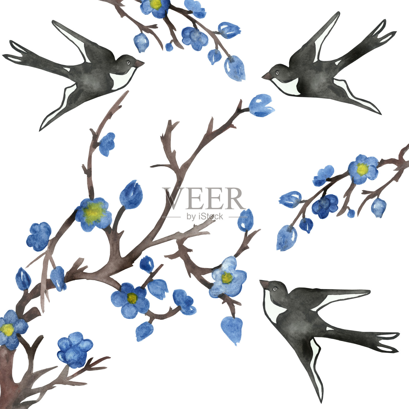 水彩手绘自然构图，黑色和白色的燕子在棕色的树枝和蓝色的花与黄色的中心在白色的背景为设计元素插画图片素材