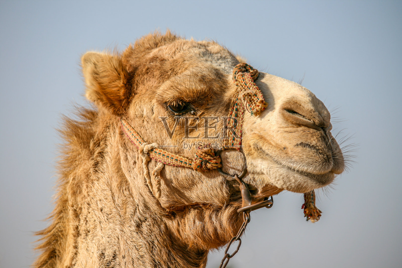 一头骆驼的头像，以蓝色的天空为背景照片摄影图片