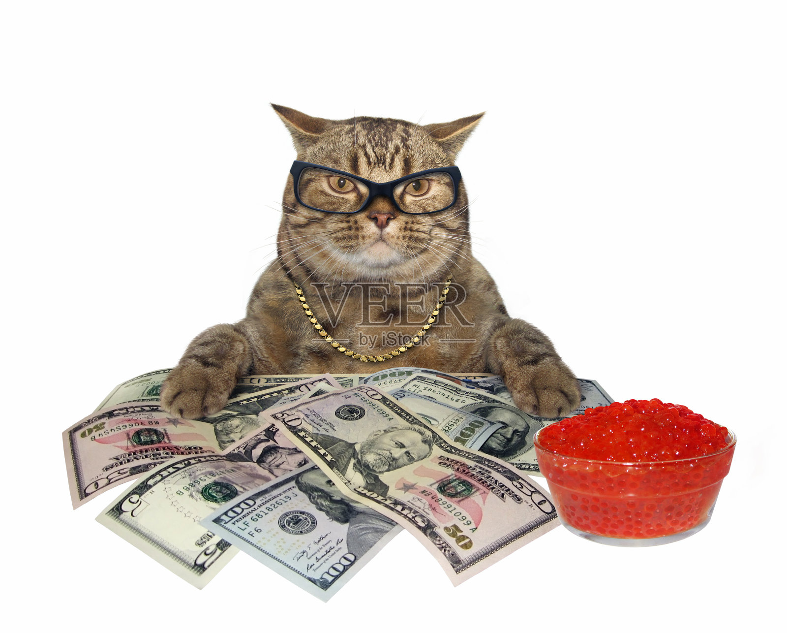 有红鱼子酱和钱的猫照片摄影图片