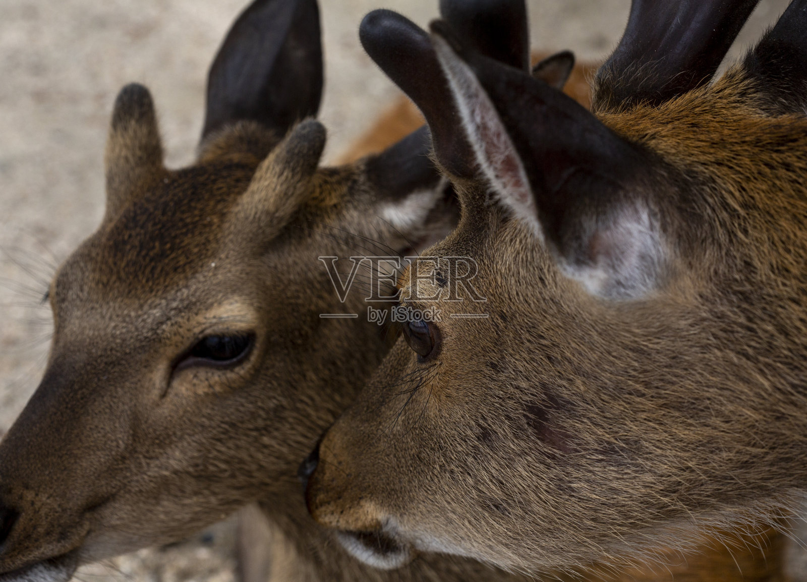 两个鹿互动的特写照片摄影图片