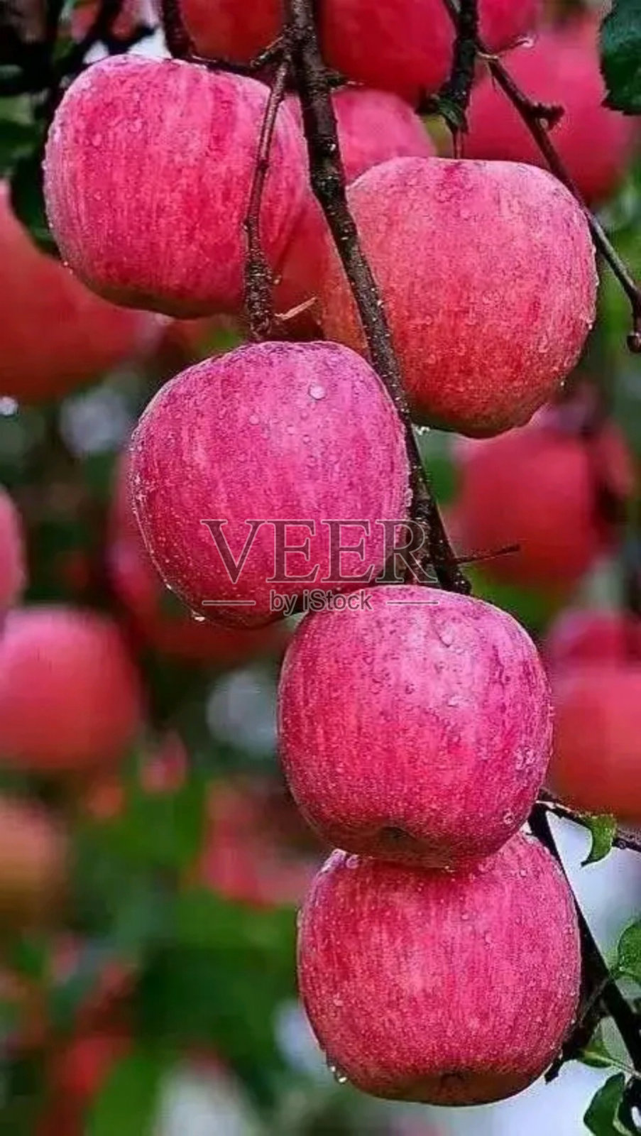 苹果树上的红苹果照片摄影图片