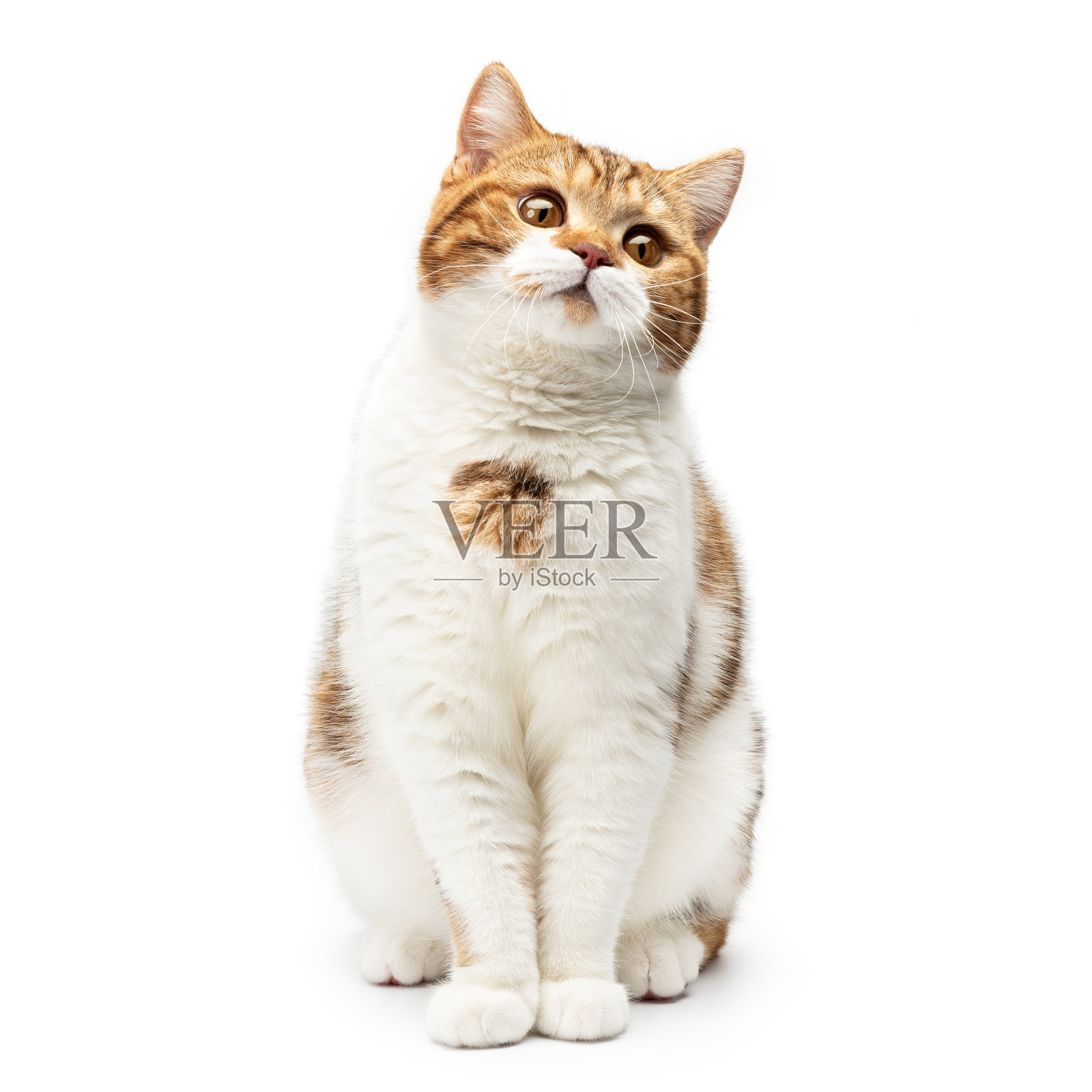 一只英国猫孤立地坐在白色背景上。小短毛猫坐着抬头看着漂亮可爱的大眼睛，前面的视点有白色和橙色的毛色条纹照片摄影图片