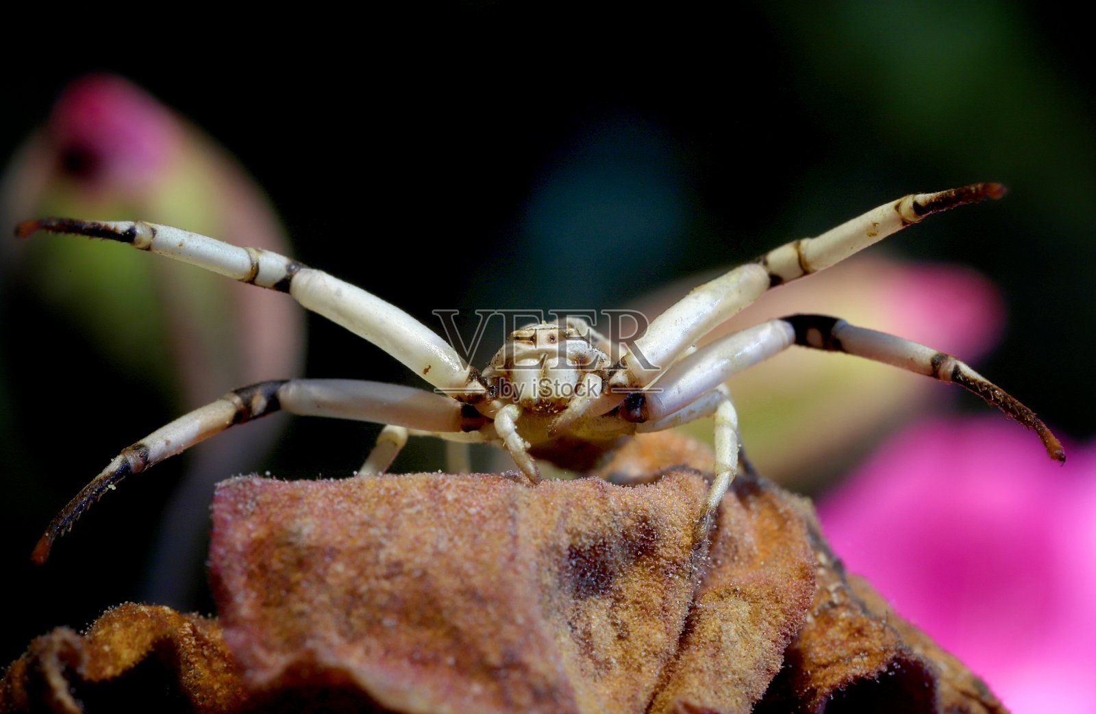 雌性白带蟹蛛(Misumenoides formosipes)在喇叭藤花上(Distictis laxiflora)照片摄影图片
