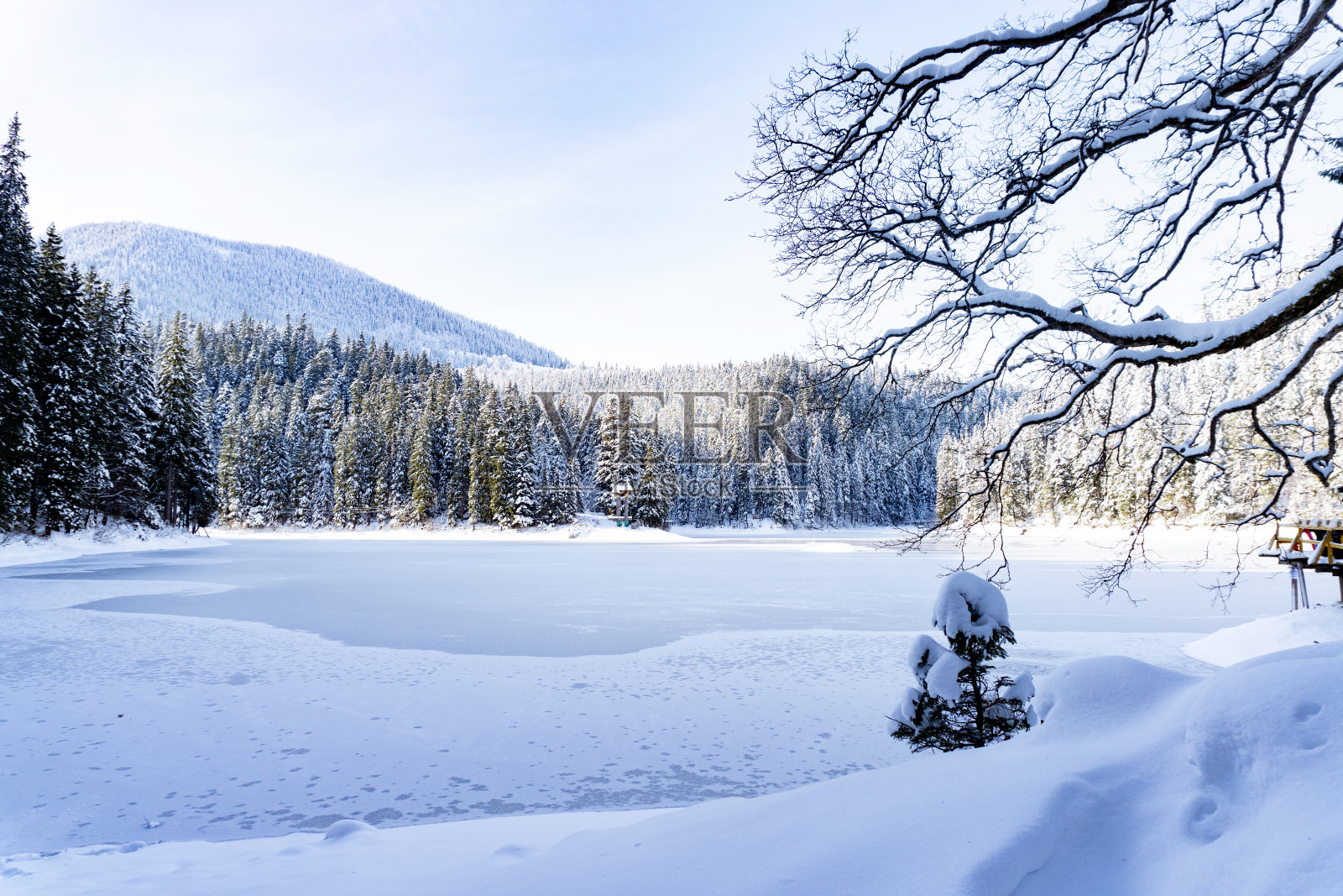 在冬天晴朗平静的日子里观看西内维尔湖，观看雪域森林和冰冻的湖泊，晴朗的天空，没有云。放松、与自然统一的理念。有利于横幅。照片摄影图片