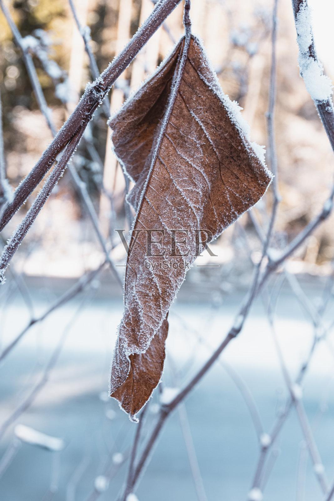 树枝上冰冻的单叶照片摄影图片