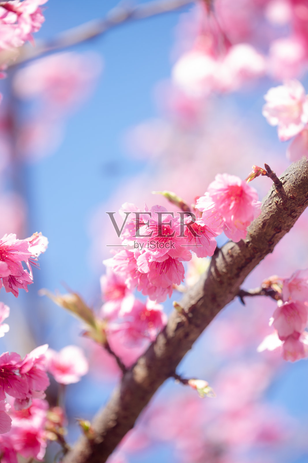 春日里盛开的粉色苏仓鼠花照片摄影图片