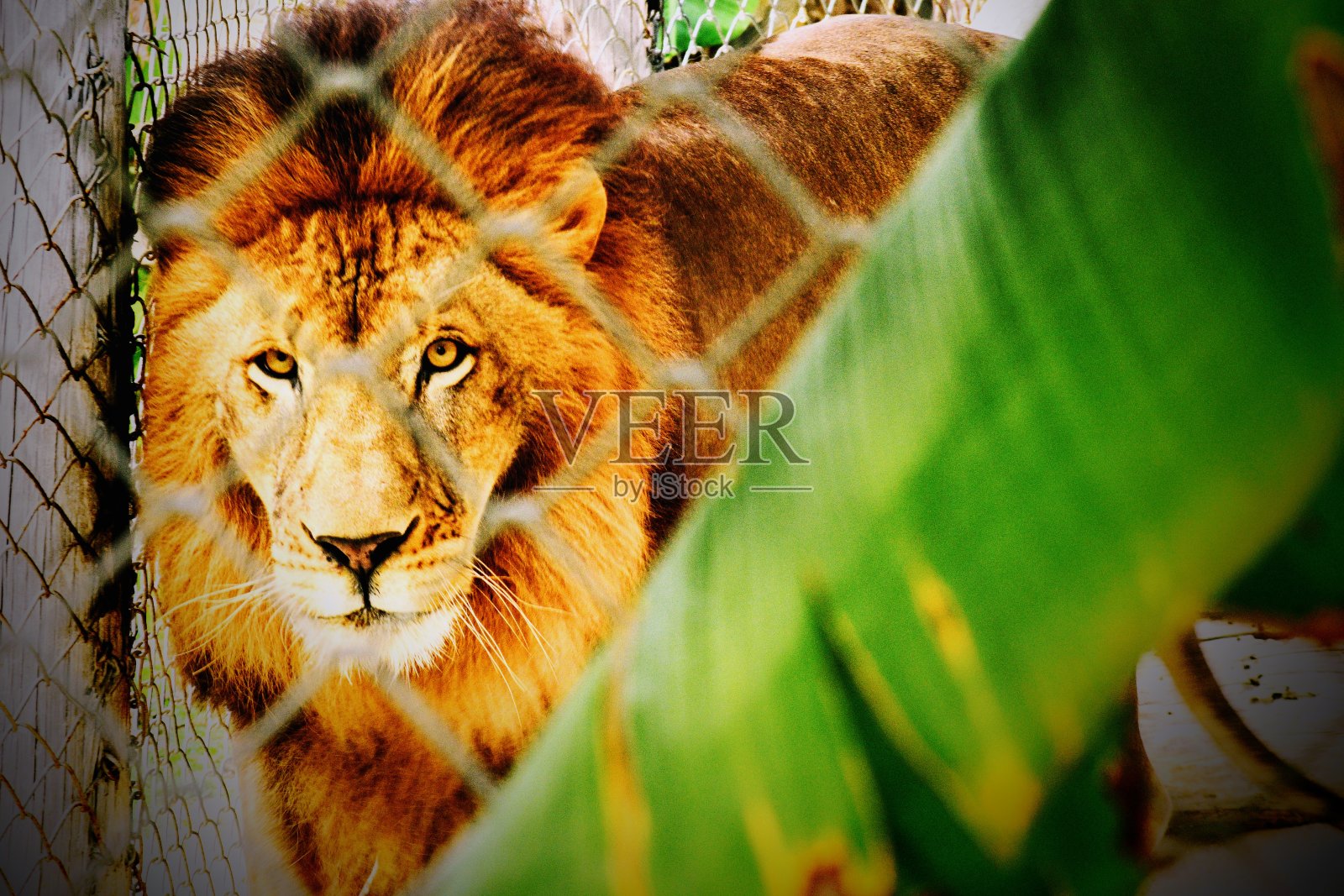 狮子和老虎照片摄影图片