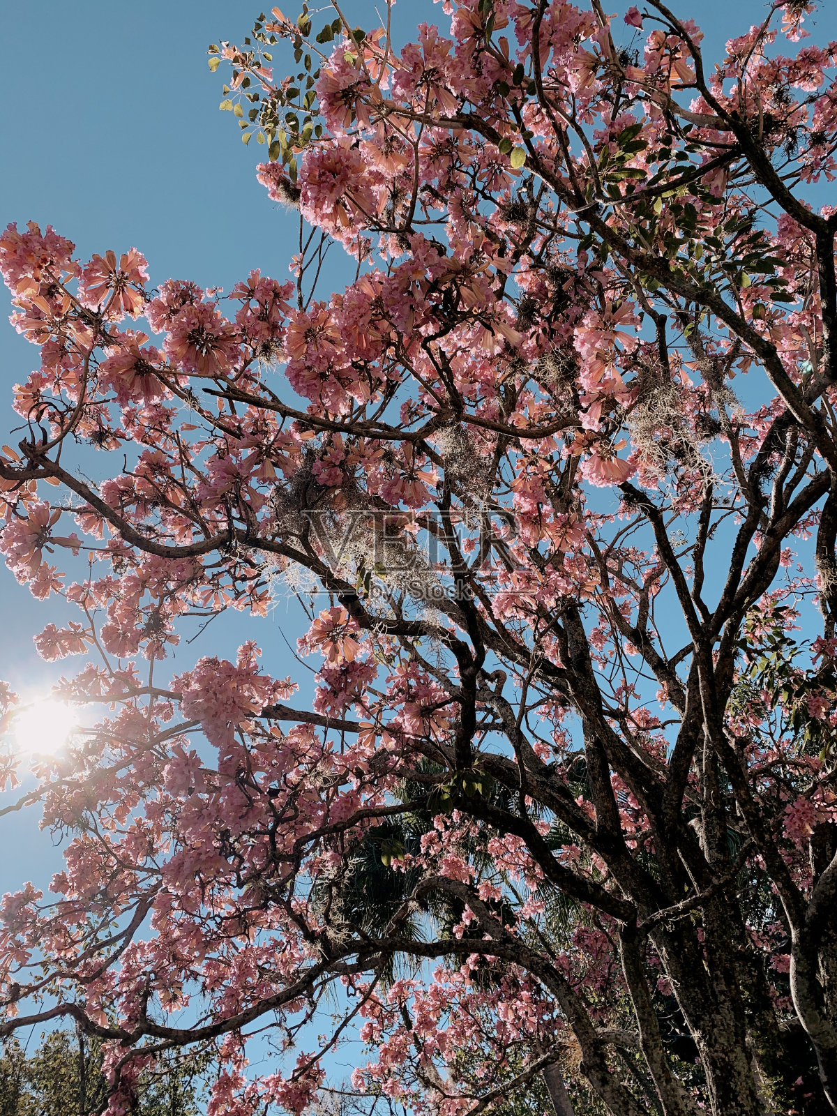 粉色神奇春树照片摄影图片
