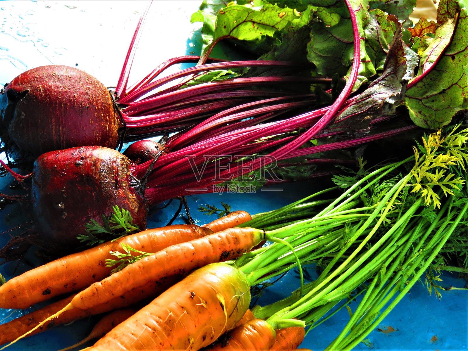 蓝色背景为胡萝卜、甜菜根类蔬菜。照片摄影图片