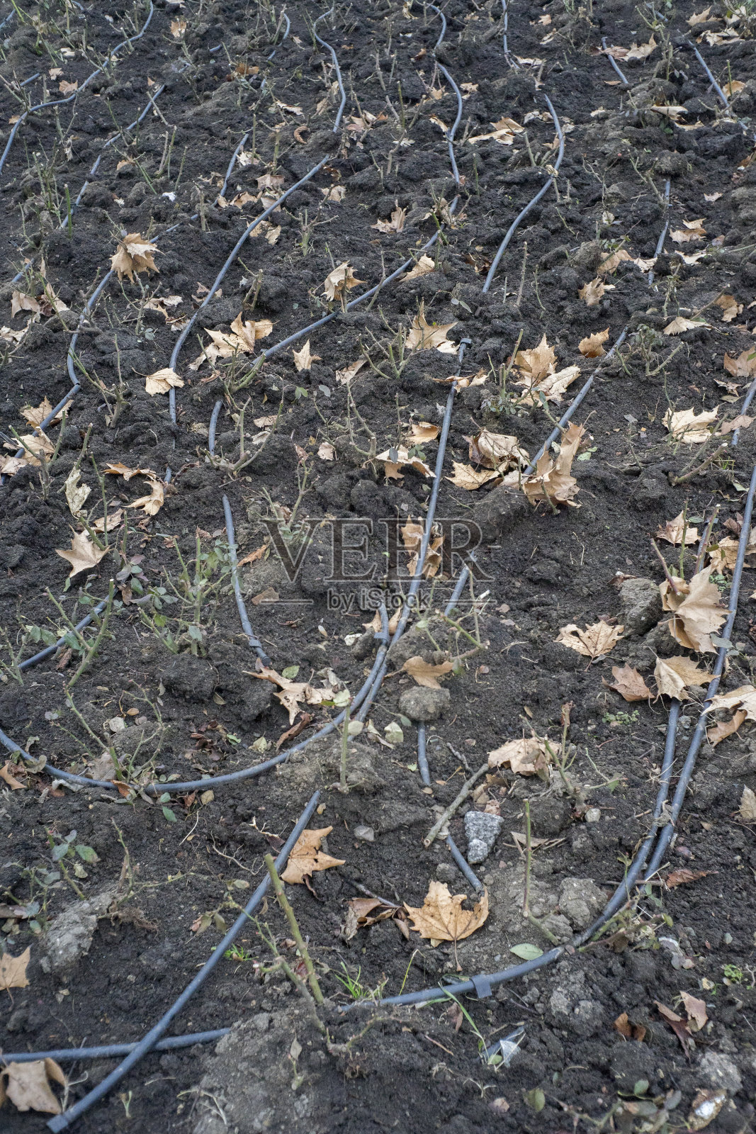 草坪灌溉，远程灌溉的管道系统照片摄影图片