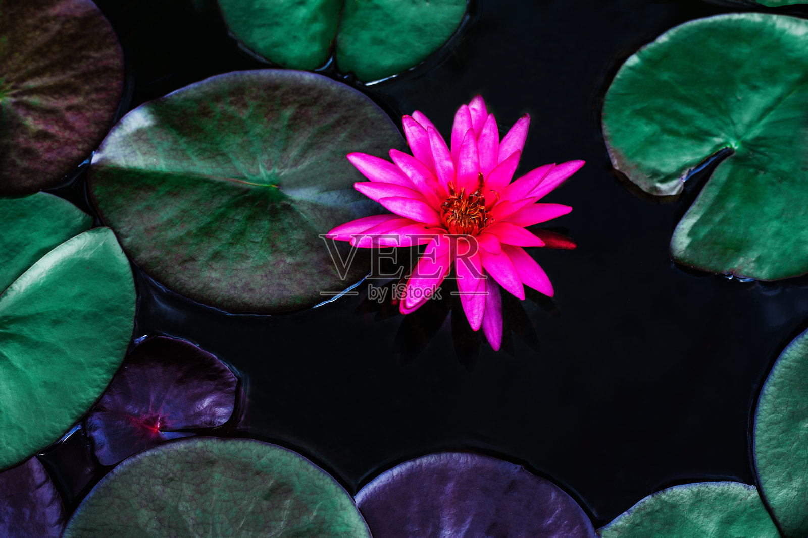 池塘里美丽的荷花和绿叶的特写照片摄影图片