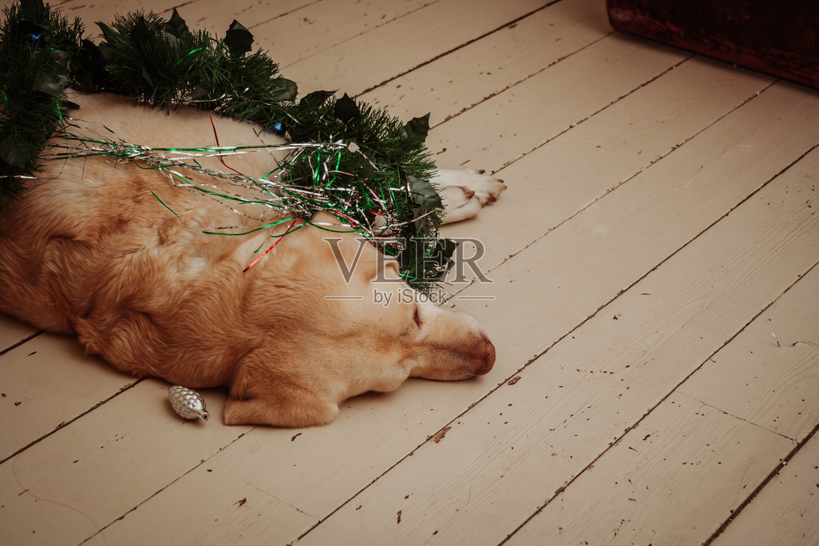 地板上躺着圣诞装饰的拉布拉多犬照片摄影图片
