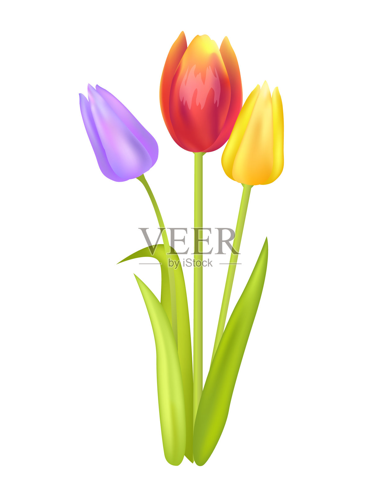 三朵多色郁金香的彩色花束设计元素图片
