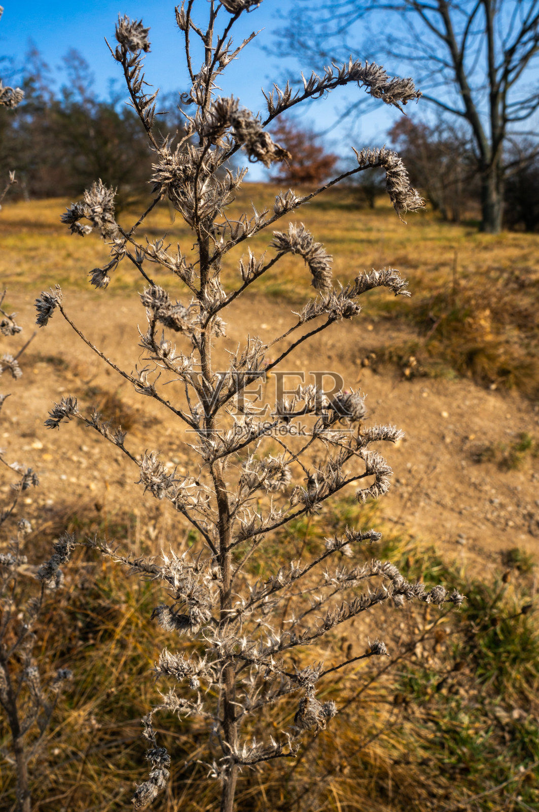 枯干的深褐色植物茎站在充满活力的蓝天秋天的田野照片摄影图片