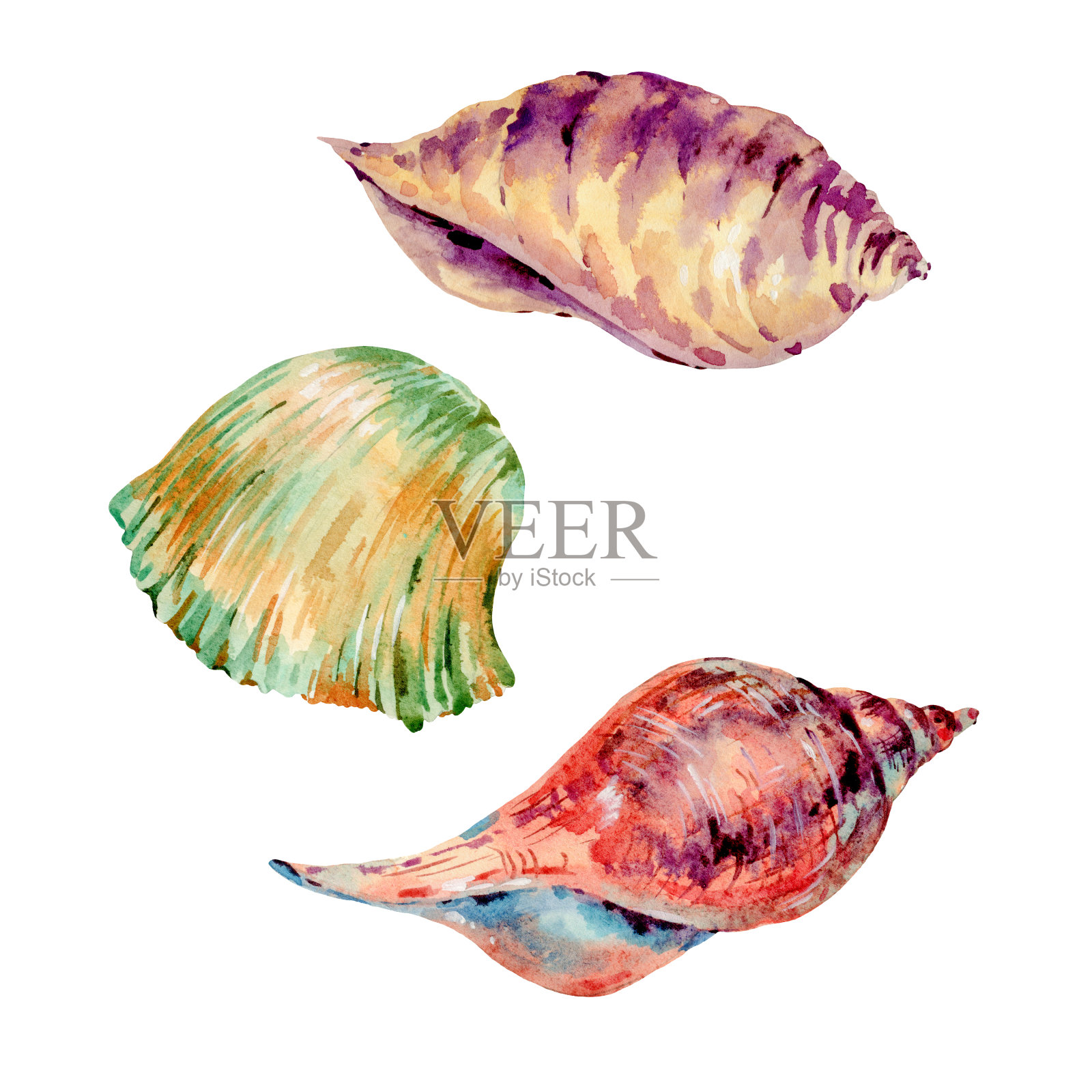 一套水彩古董海贝壳。自然的孤立的集合设计元素图片