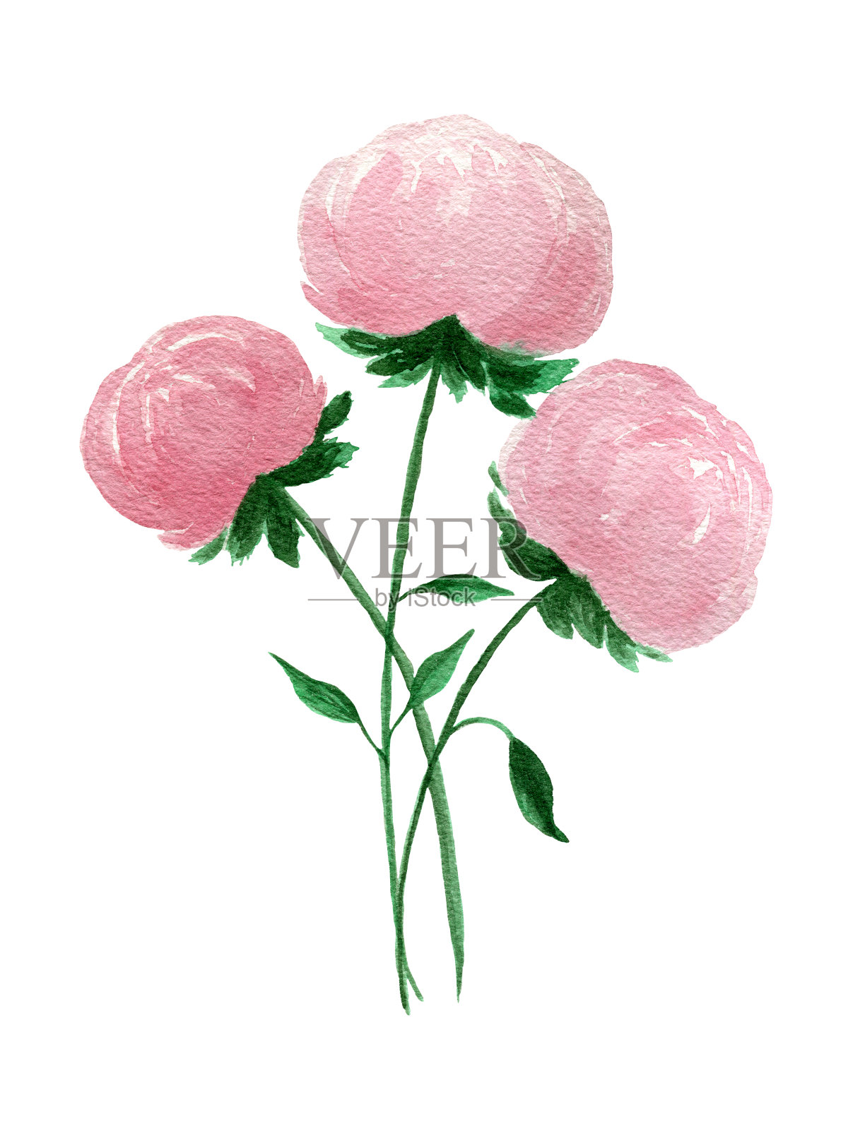 水彩粉色牡丹花束，用于卡片、时尚、周年纪念或请柬、母亲节鲜花装饰等花卉设计元素插画图片素材