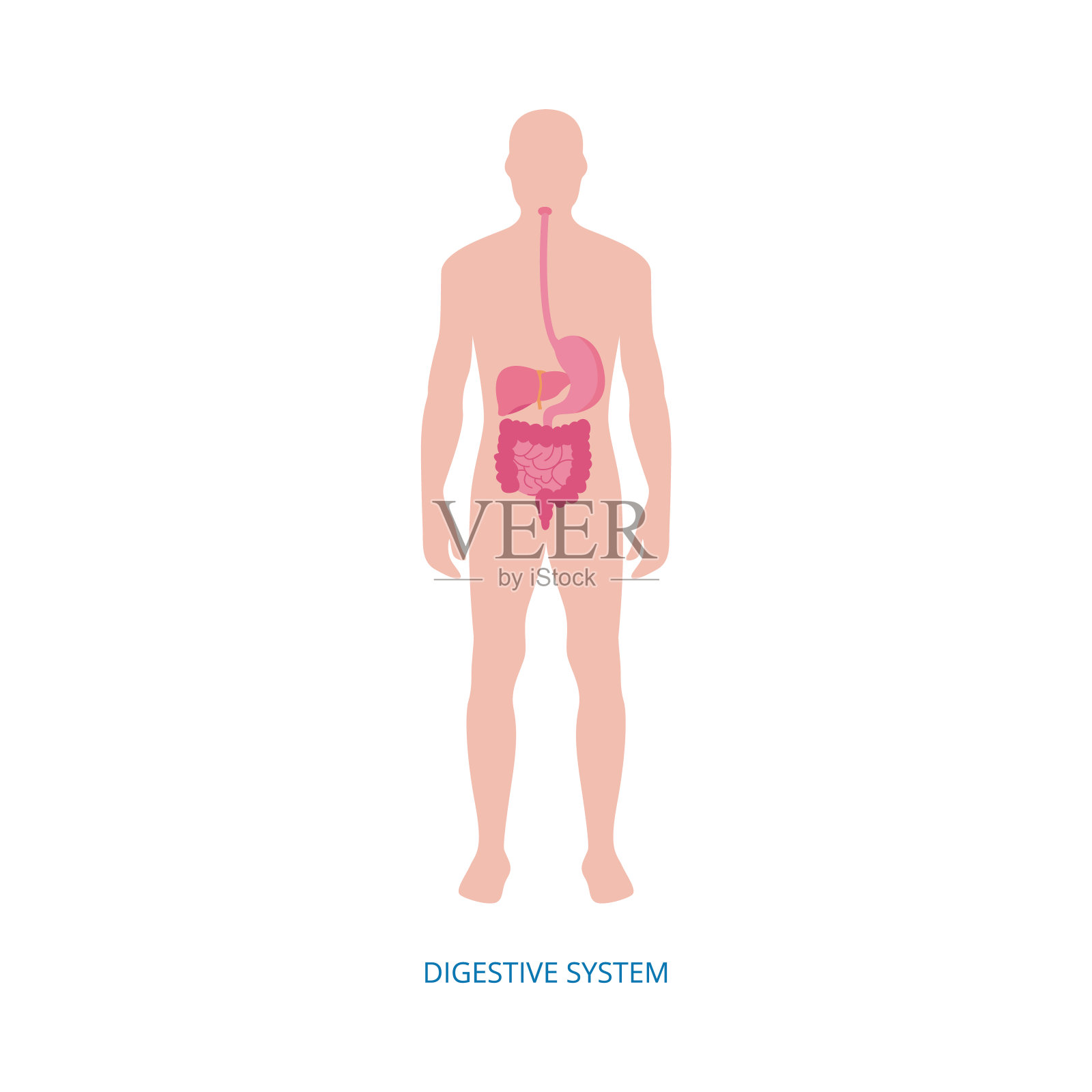 人体消化系统。带内脏的医学图解设计元素图片
