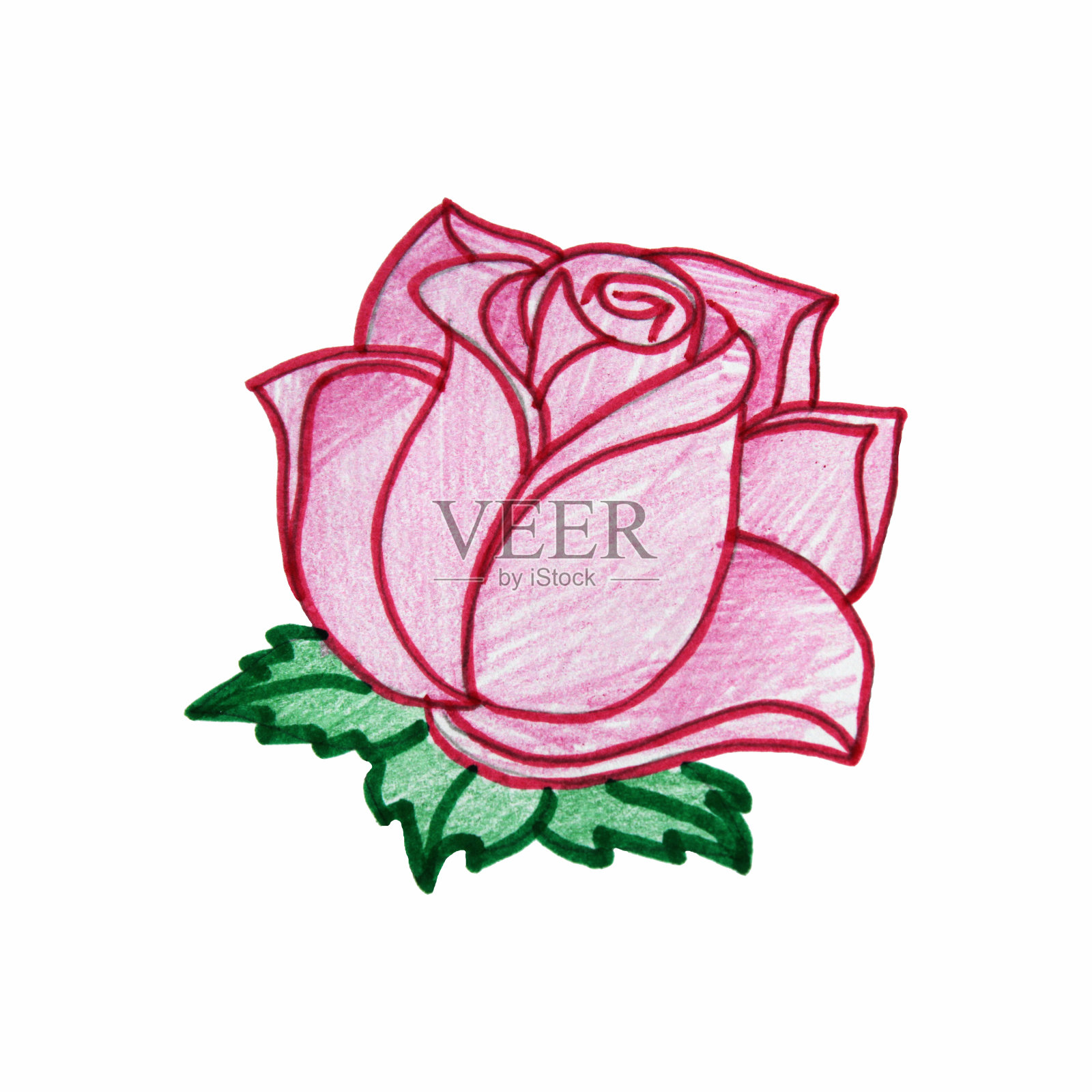 画彩色铅笔粉红玫瑰孤立在白色的背景插画图片素材