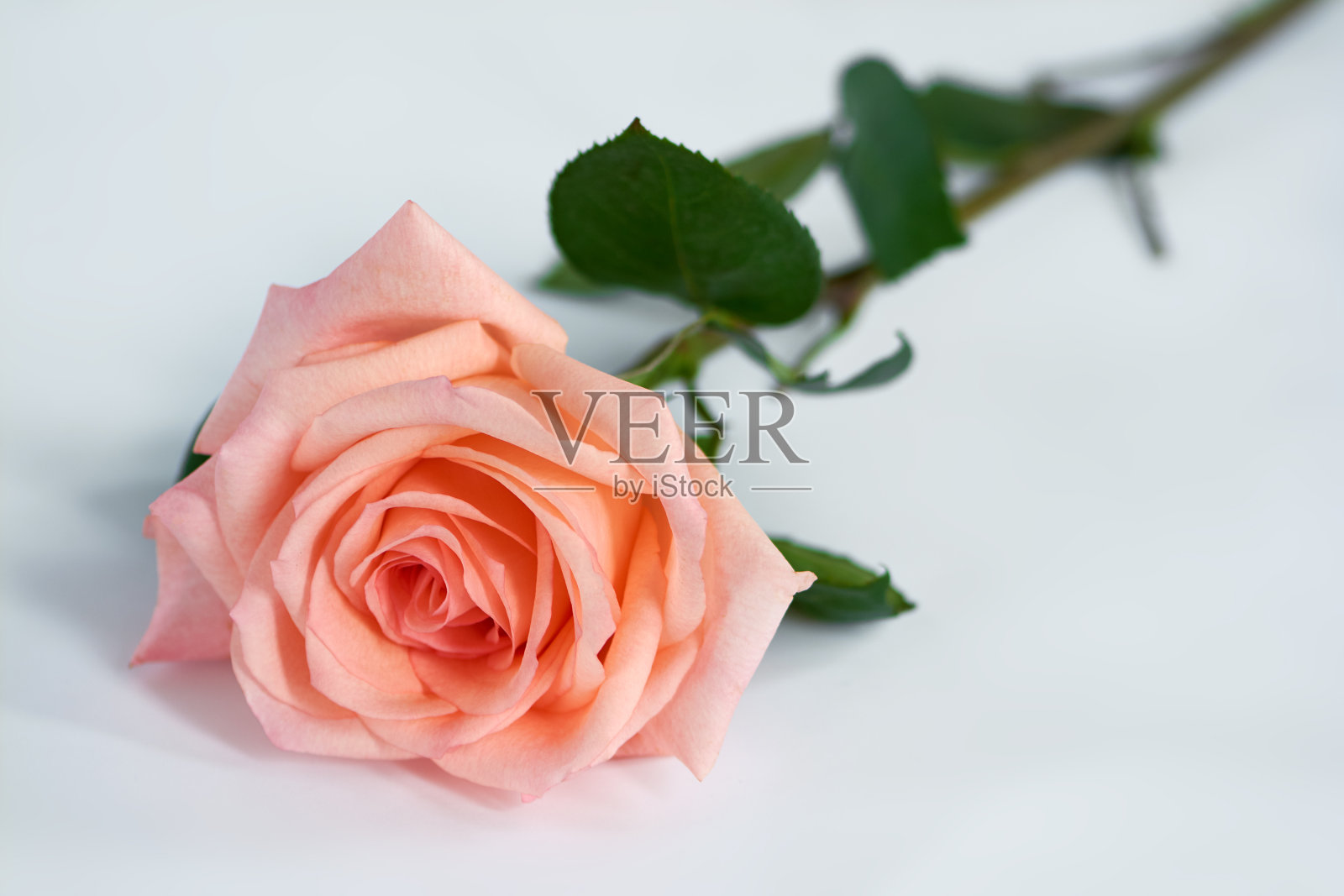 鲜艳的粉红玫瑰，绿叶，白底。微妙的粉红色的花瓣。照片摄影图片