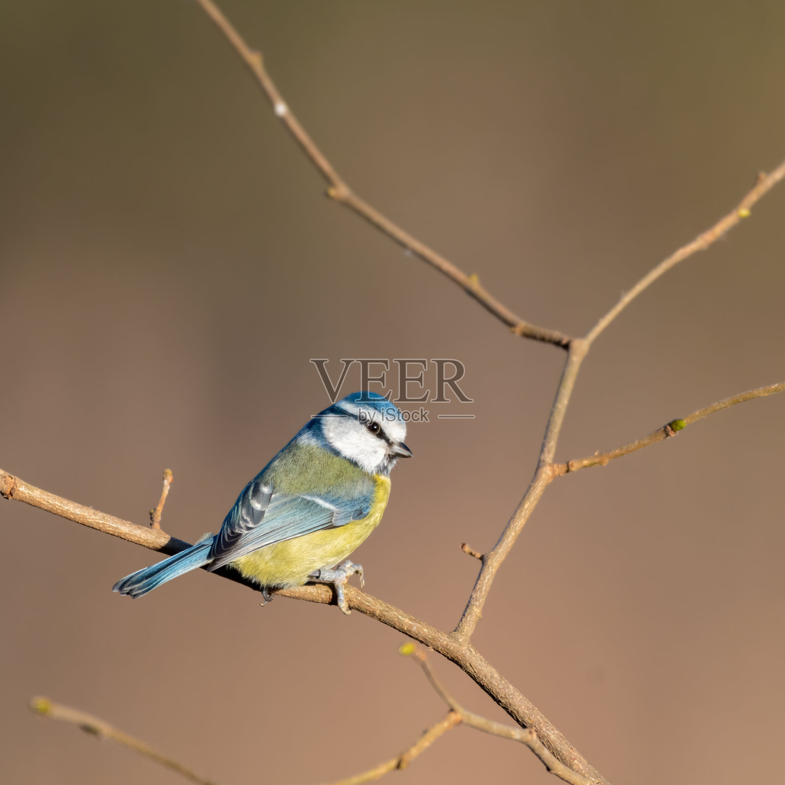 栖息在树上的欧亚蓝山雀照片摄影图片