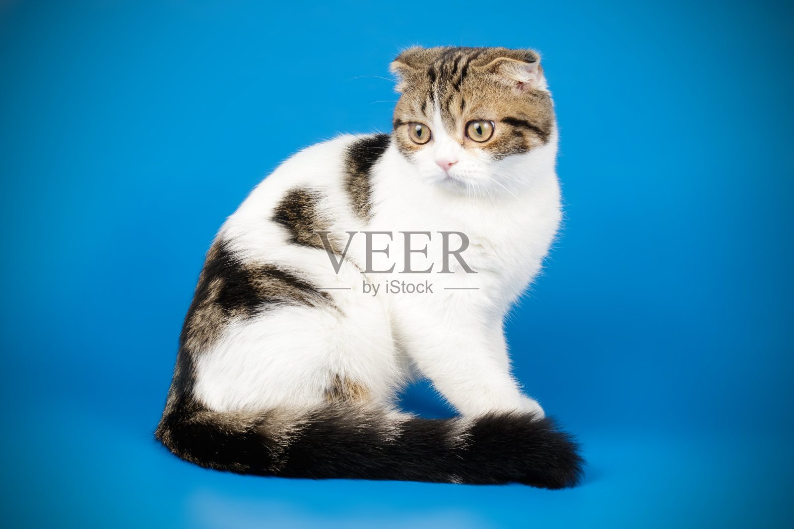 苏格兰折短毛猫在彩色背景照片摄影图片