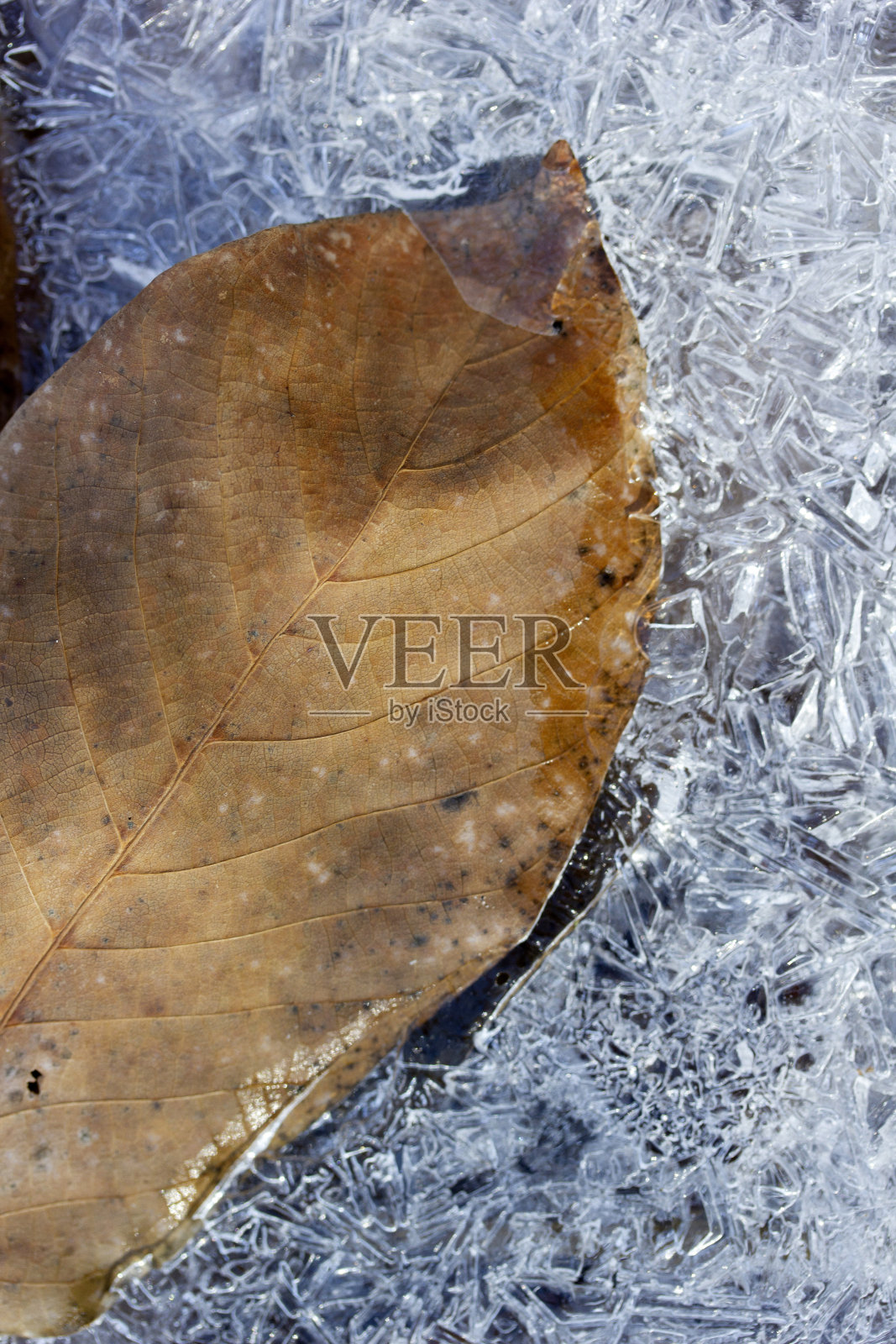 雪中的干叶子。冬天的框架。照片摄影图片